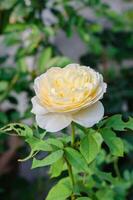 White Rose Blooming in Natural Garden photo