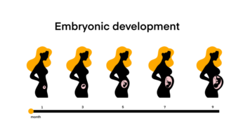 Enceinte femme, fœtus à l'intérieur le utérus, Enceinte femme ventre à l'intérieur, maternité, embryonnaire développement, fœtus cycle de 1 à 9 mois à naissance, étapes prénatal croissance en bonne santé fœtus png