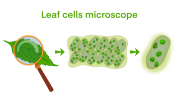 hoja células microscopio aumento, planta hoja microscópico estructura, agua planta hoja células con cloroplastos, clorofila o cloroplasto biotecnología, biológico Dom paneles para electricidad producción png