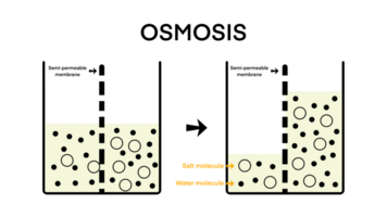 ósmosis, solvente paso mediante el semipermeable membrana desde el Menos concentrado parte a el más concentrado parte, ósmosis fluir dirección física Ciencias educación, solvente sustancia disoluta solución png