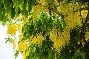 amarillo florecer de casia fístula o dorado ducha árbol floreciente en verano foto