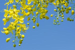 Yellow Blossom of Cassia Fistula or Golden Shower Tree Blooming in Summer photo