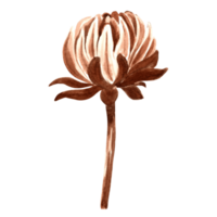 bloem chrysant knop in waterverf, monochroom, geïsoleerd . hand- getrokken botanisch illustratie in bruin kleur. wijnoogst bloemen tekening sjabloon voor behang, textiel, scrapbooking png