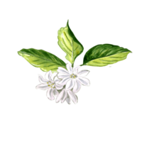 Composition of white flowers and green leaves of citrus, lemon and orange.  Watercolor hand drawn illustration  for different design,  making stickers, printing packaging, textiles png