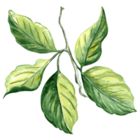 Lemon tree branch with five green leaves.  Hand drawn watercolor illustration isolated  for design, stickers,  patterns, packaging, cards, textiles, embroidery. png