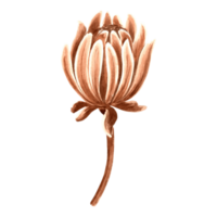 bloem chrysant knop in waterverf, monochroom, geïsoleerd . hand- getrokken botanisch illustratie in bruin kleur. wijnoogst bloemen tekening sjabloon voor behang, textiel, scrapbooking png