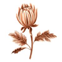 bloem chrysant knop in waterverf, monochroom, geïsoleerd . hand- getrokken botanisch illustratie in bruin kleur. wijnoogst bloemen tekening sjabloon voor behang, textiel, scrapbooking png