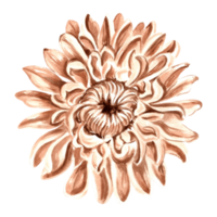 Flower chrysanthemum in watercolor, monochrome, isolated . Hand drawn botanical illustration in brown color. Vintage floral drawing template for wallpaper, textile, scrapbooking. png