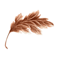 Blume Chrysantheme Blatt im Aquarell, einfarbig, isoliert . Hand gezeichnet botanisch Illustration braun Farbe. Jahrgang Blumen- Zeichnung Vorlage zum Hintergrund, Textil, Scrapbooking. png