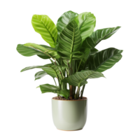 ai généré Célibataire mis en pot plantes d'intérieur isolé sur transparent Contexte png