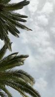 Background video with green palm leaves on a cloudy sky background. Vertical, copy space, insert text. Rest on the beach