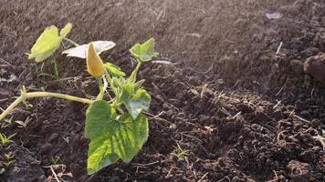 pessoa agricultor rega jardim com rega pode durante seca, seco terra para Boa colheita dentro vegetal fechar acima, lento movimento video