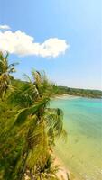 Drone flying close to towerting coconut palm trees and over white sand beach. video