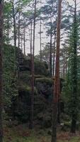 vertikal video inuti de skog