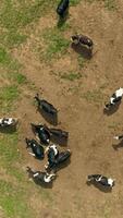 Vertical Video of Cows on Farm Aerial View