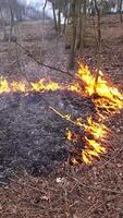 vertikal video av skog brand