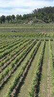 Vertical Video of Vineyards Aerial Shot