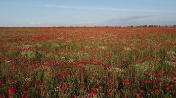 aereo Visualizza su papavero campo a tramonto, con rosso papaveri e fiori selvatici raggiante nel il sera luce. bellissimo campo scarlatto papaveri fiori nel movimento sfocatura. radura di rosso papaveri. papaver sp. nessuno video