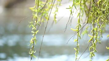 detailopname takken van een huilen wilg takken met vers groen voorjaar kuikens beven in de wind, reeks tegen een achtergrond van blauw meer water. rustig en vredig tafereel. langzaam beweging. video