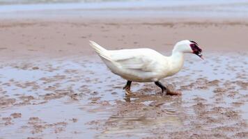 doméstico muscovy Pato olhando para vermes da areia em a de praia dentro a manhã video