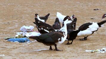 doméstico muscovy Pato com vermelho face - Cairina Moschata video