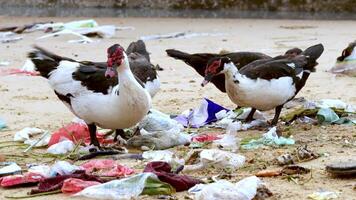 Cairina moschata -domestica Barbarijse eend op zoek voor voedsel in aambeien van onzin verspreide Aan de strand. plastic vervuiling, milieu problemen video