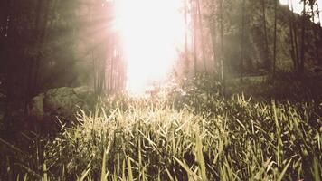 a bambu bosques do Arashiyama video