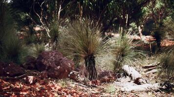 des arbres et des pierres dans australien désert video