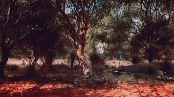 árvores e pedras dentro australiano deserto video