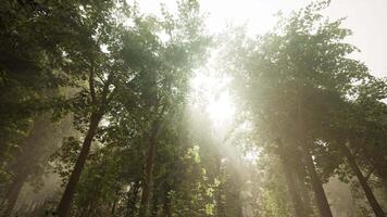 du soleil des rayons Pause par le branches de des arbres embrasé dans le Matin brouillard video