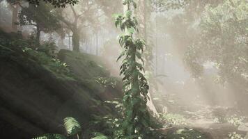 morning fog in dense tropical rainforest video