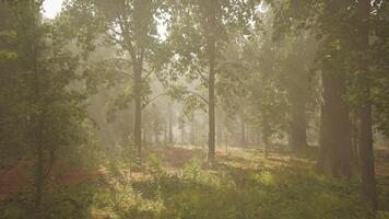 sun's rays break through the branches of trees glowing in the morning fog video