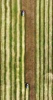 vertical aerial view over modern heavy harvesters remove the ripe wheat bread in field. Seasonal agricultural work video