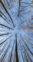 vertical spinning and torsion and looking up into spring forest. Trees growing in sky video