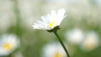 Abstract defocused Chamomile. White daisy flowers in a field of green grass sway in the wind at sunset. Chamomile flowers field with green grass. Close up slow motion. Nature, flowers, spring, biology video