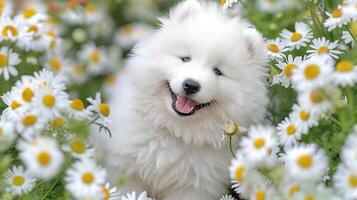 AI generated Cheerful white dog with fluffy fur. Samoyed breed. Chamomile field. White and yellow flowers. Green grass. photo