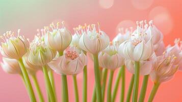 AI generated A vibrant display of blooming wild leek flowers showcasing their life cycles, isolated on a gradient background photo