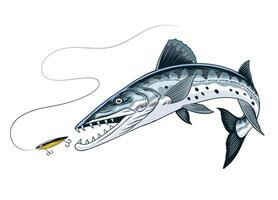 Barracuda fish Jump catching the fishing lure Isolated vector