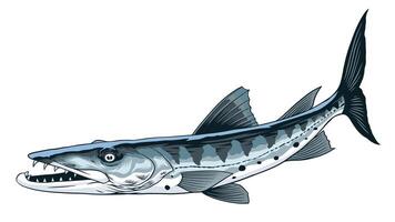 Barracuda Fish Hand Drawn Illustration in Vintage vector