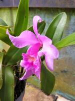 púrpura híbrido cattleya orquídea con borroso antecedentes foto