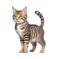 ai généré tigré chat permanent isolé sur transparent Contexte png