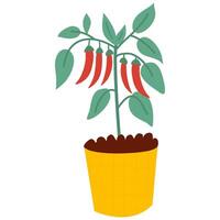 Pepper bush in pot for houseplant. Potted pepper seedlings, plants city farm, agriculture. vector