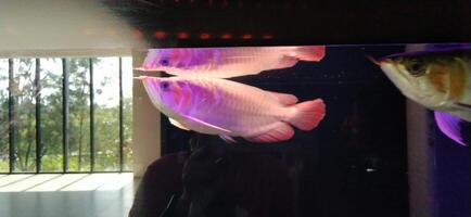 beautiful arowana fish photo