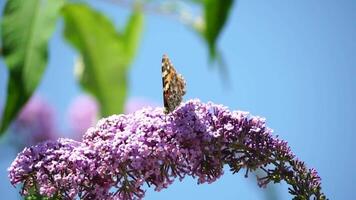 carey mariposa aglais urticae sentado en un flor de mariposa arbusto buddleja davidii cerca arriba, lento movimiento video