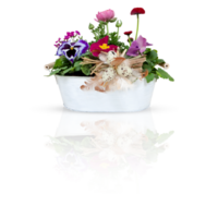 Fresh flowers in a bucket cut out isolated transparent background png