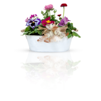 Fresh flowers in a bucket cut out isolated transparent background png