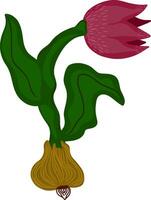 a red tulip with green leaves and a stem vector