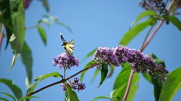 een gemeenschappelijk geel zwaluwstaart papilio machaon Aan de bloem van een vlinder struik buddleja davidii . dichtbij omhoog, langzaam beweging video