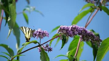 un' Comune giallo coda di rondine papilio macaone su il fiore di un' farfalla cespuglio buddleja davidii . vicino su, lento movimento video