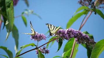 un' Comune giallo coda di rondine papilio macaone su il fiore di un' farfalla cespuglio buddleja davidii . vicino su, lento movimento video